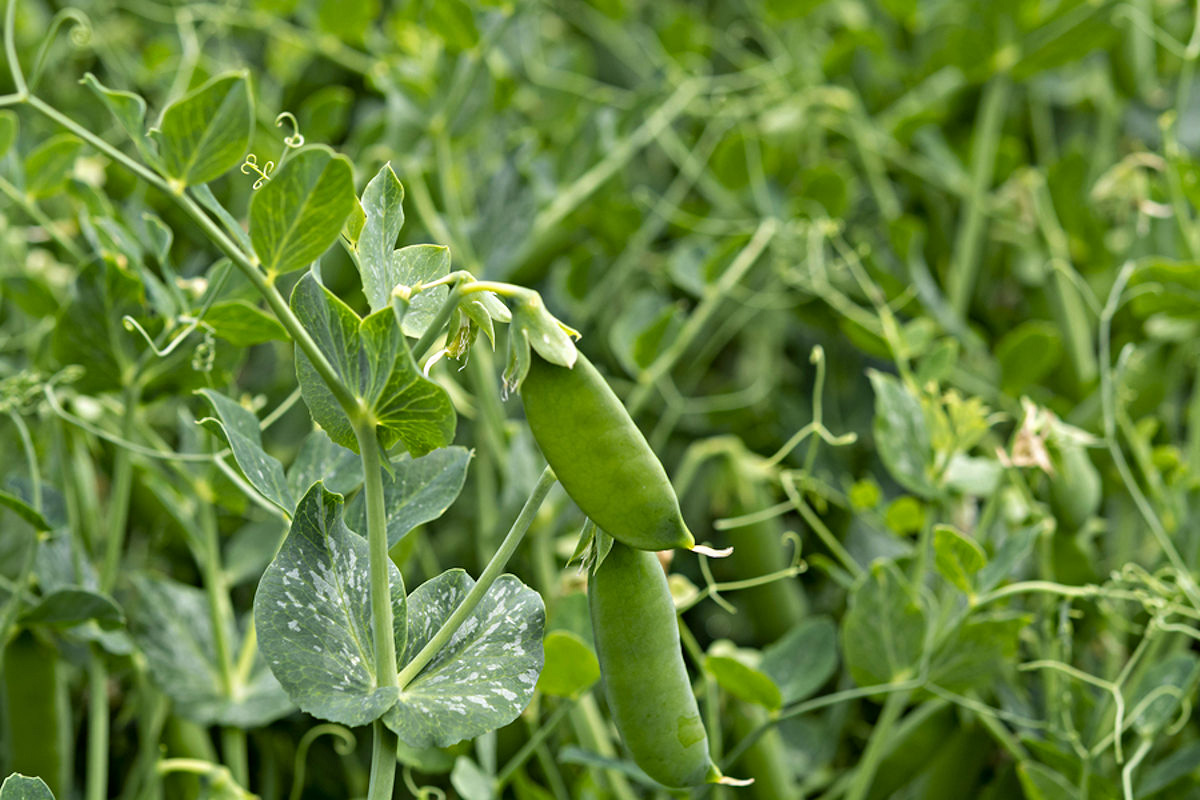 How Long For Snap Peas To Germinate