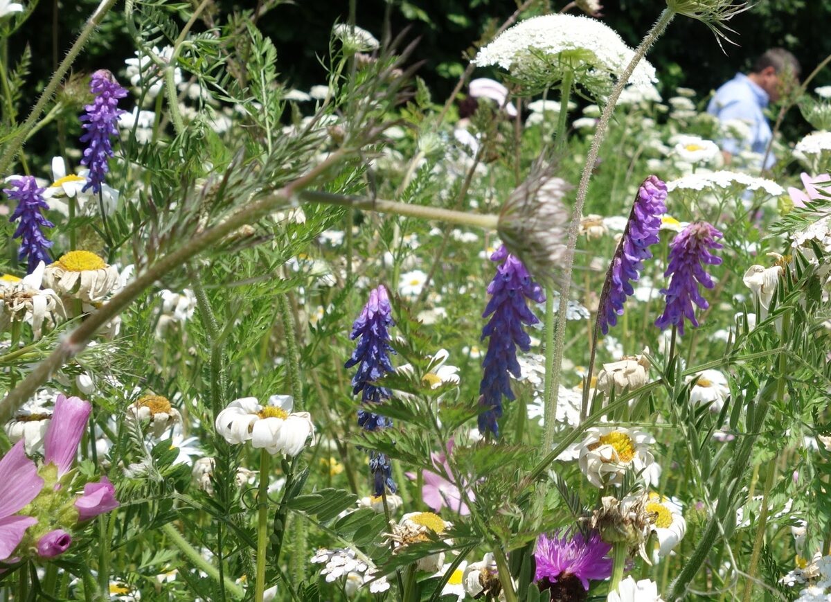 How Long For Wildflower Seeds To Grow
