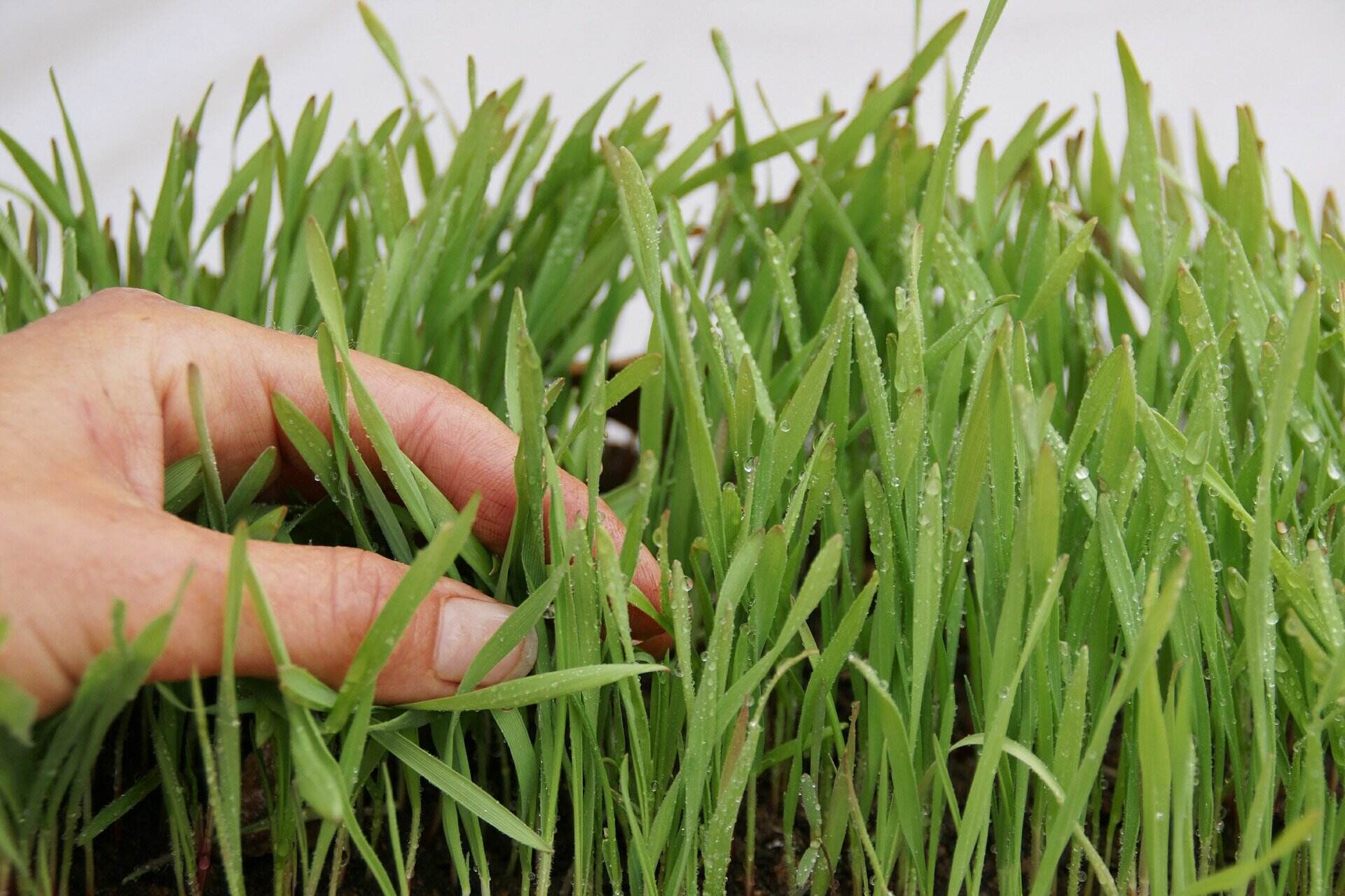 How Long Grass Seed Grow