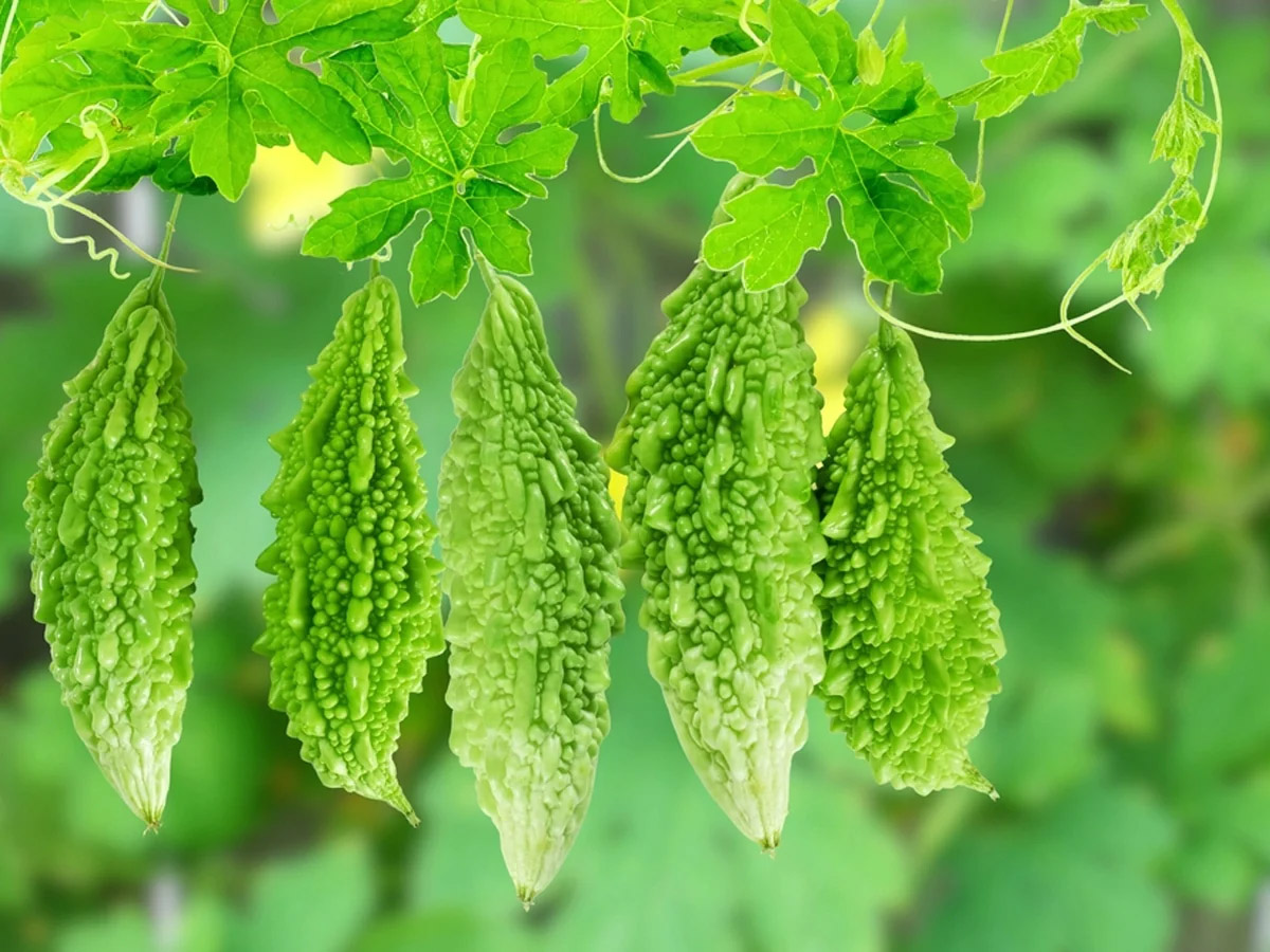 How Long To Germinate Bitter Gourd