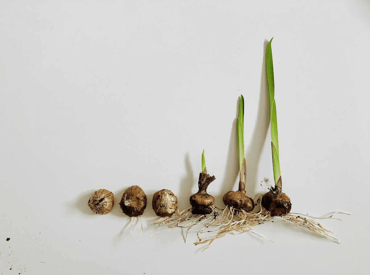 How Long To Germinate Gladiolus From Bulbs