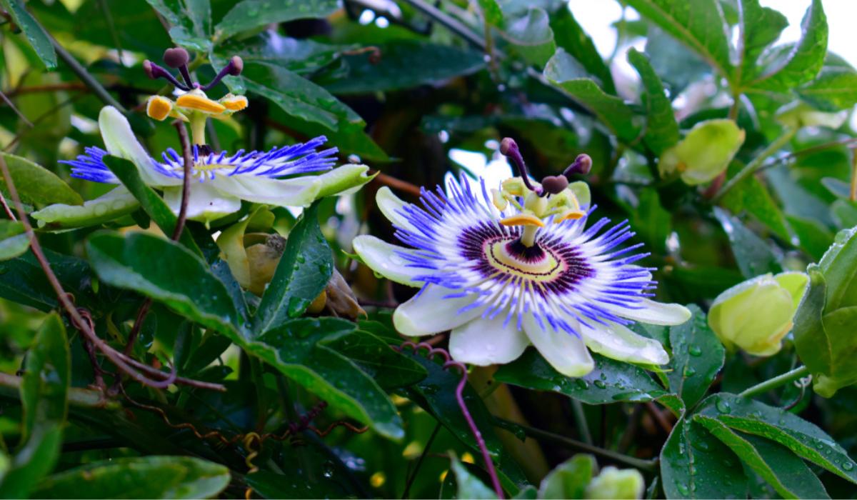 How Long To Germinate Passiflora