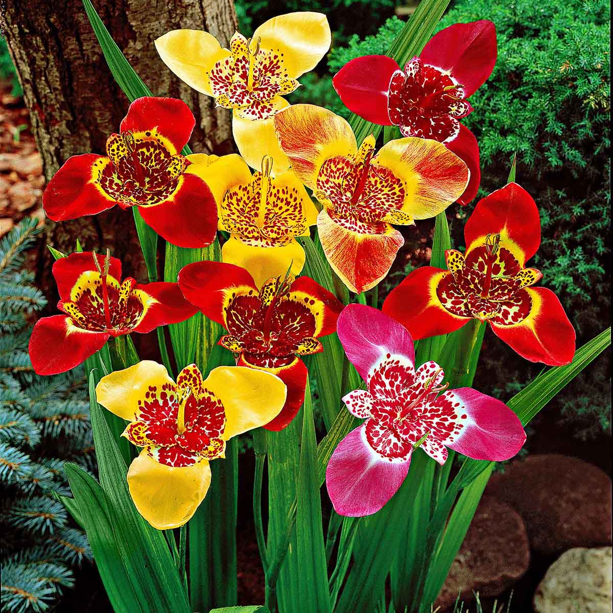 How Long To Germinate Tigridia Bulbs