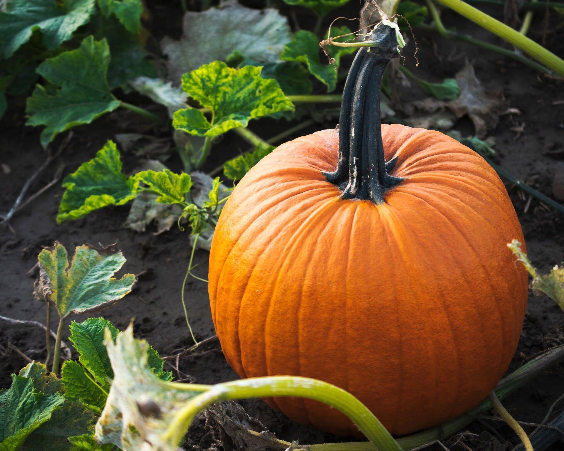 How Long To Grow A Pumpkin From Seed