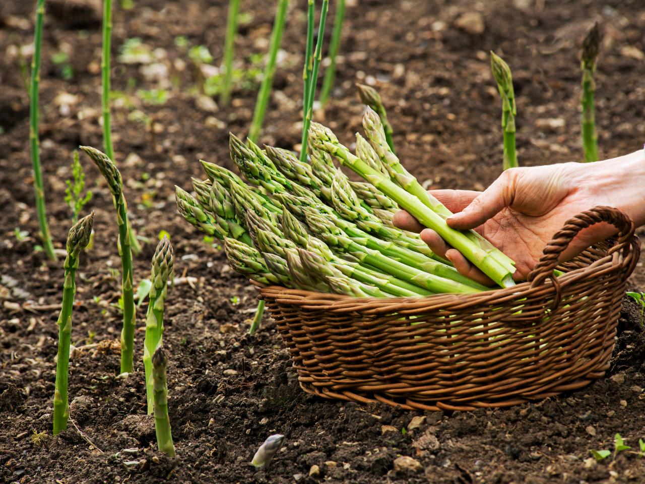 How Long To Grow Asparagus From Seed