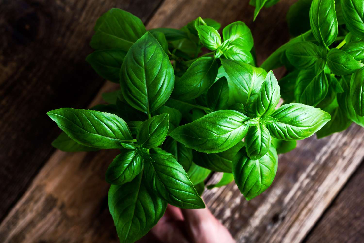 How Long To Grow Basil From Seed