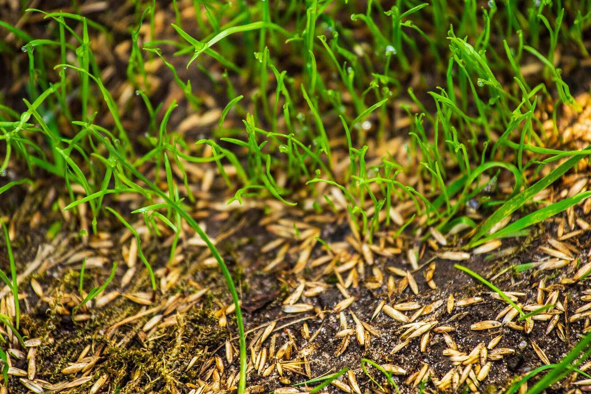 How Long To Grow Bermuda Grass From Seed