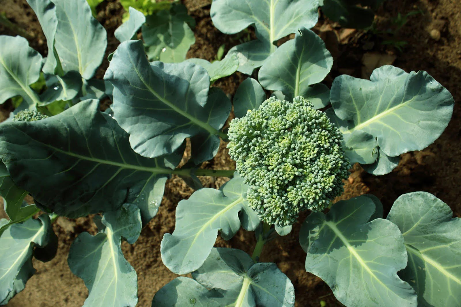 How Long To Grow Broccoli From Seed