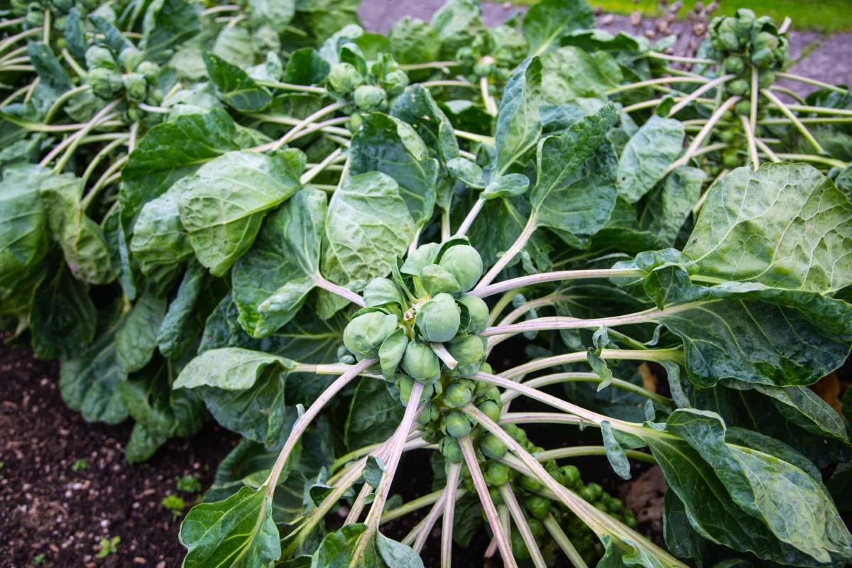 How Long To Grow Brussel Sprouts From Seed