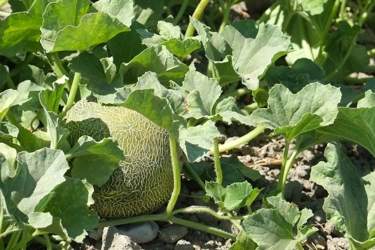 How Long To Grow Cantaloupe From Seed