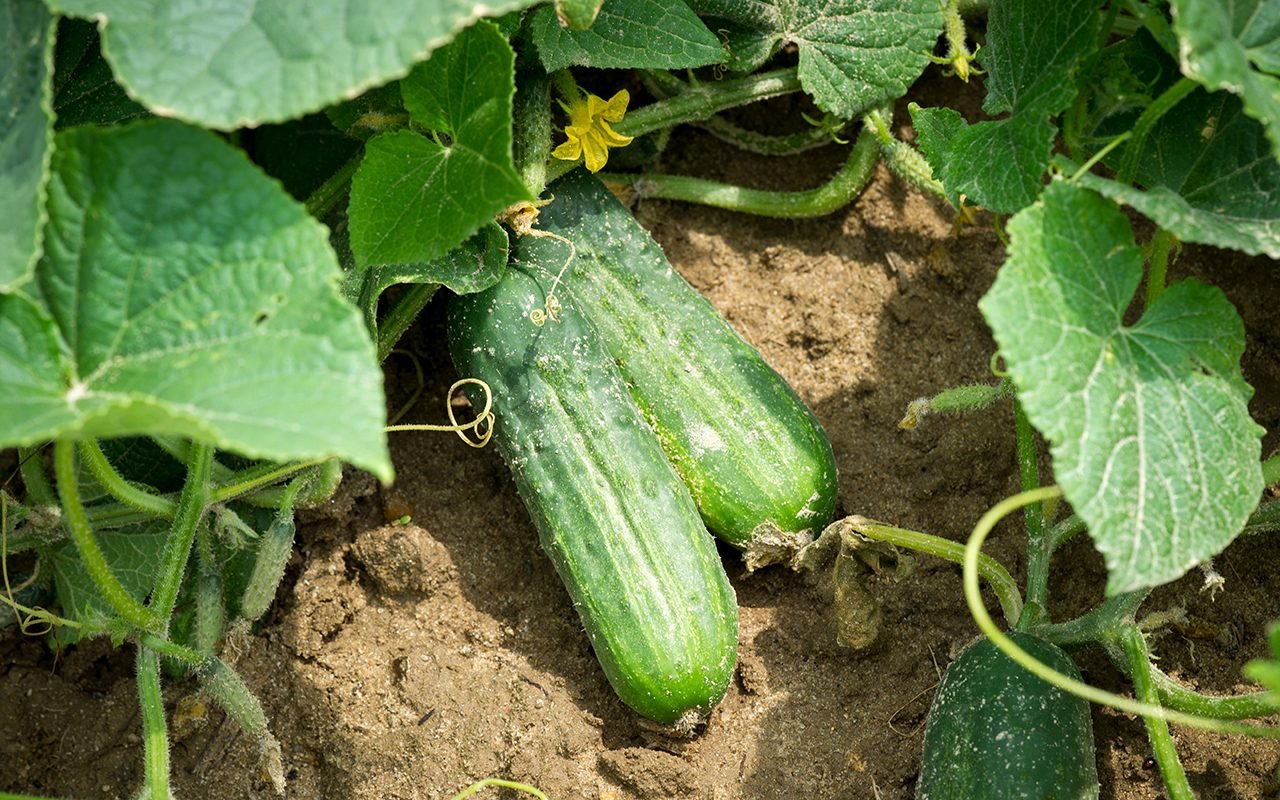 How Long To Grow Cucumbers From Seed