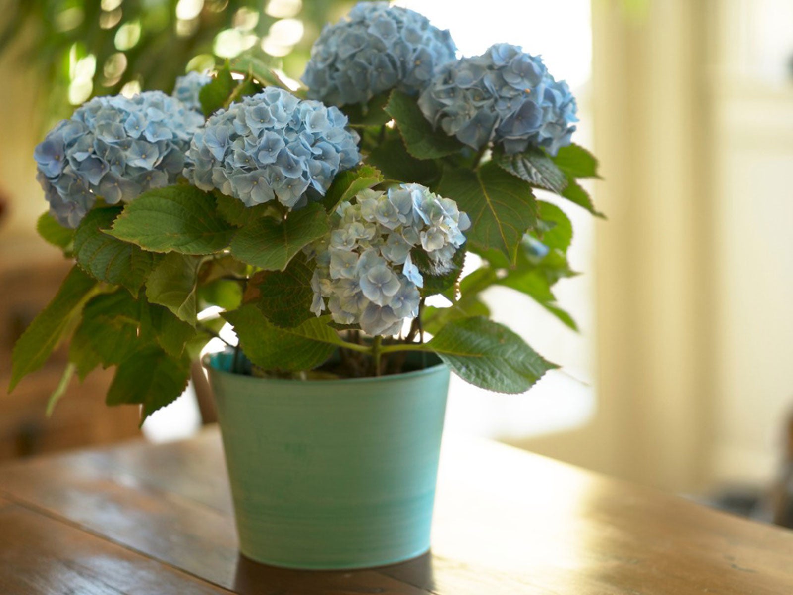 How Long To Grow Hydrangeas From Seed
