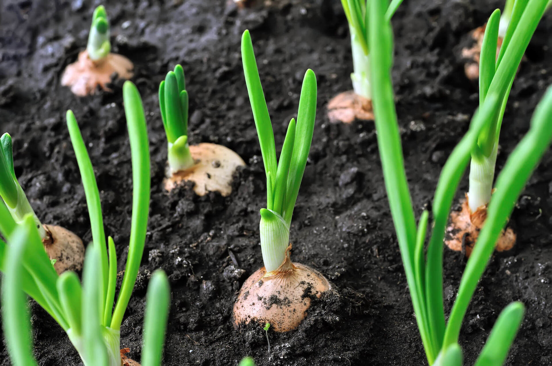 How Long To Grow Onions From Seed