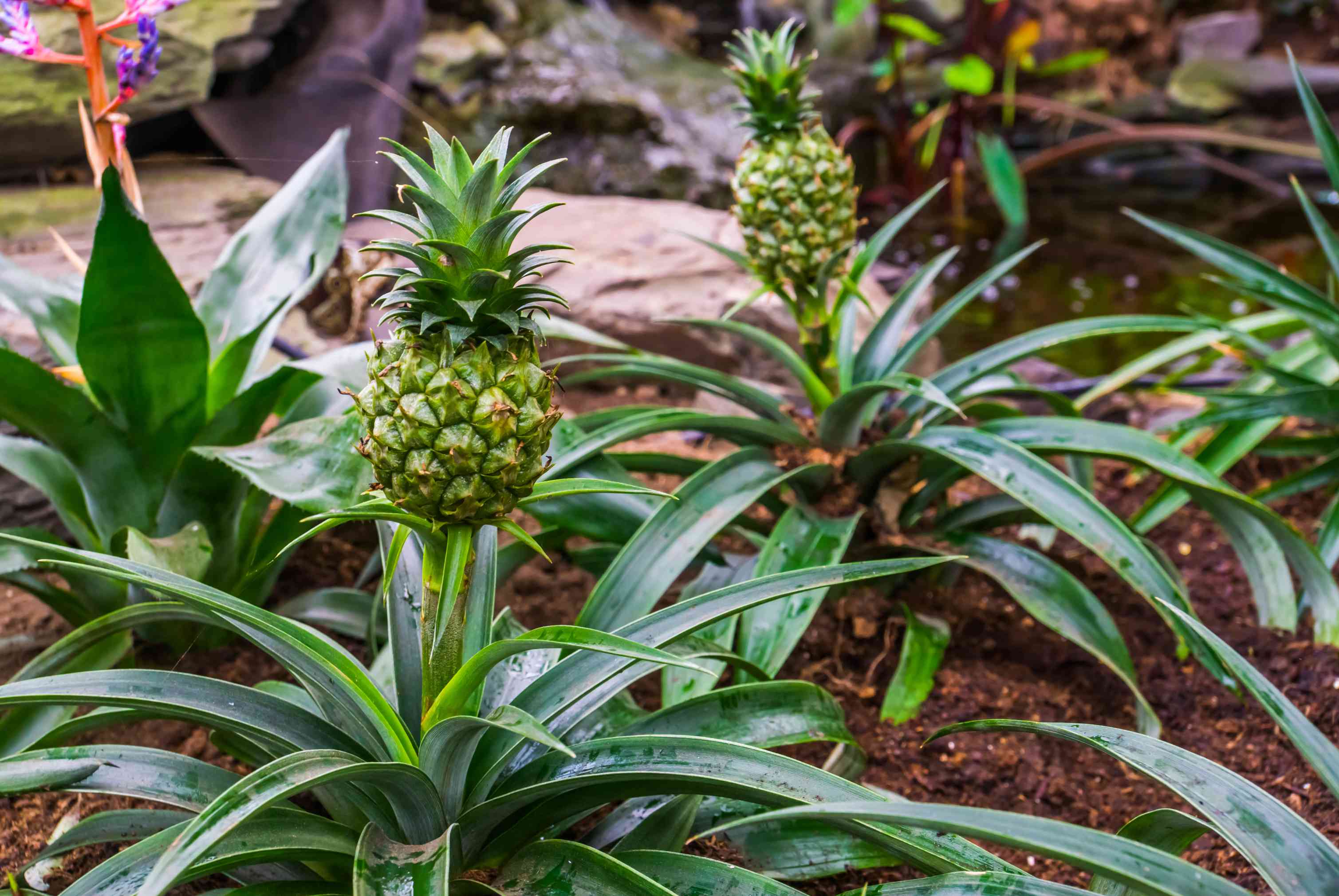 How Long To Grow Pineapple From Seed