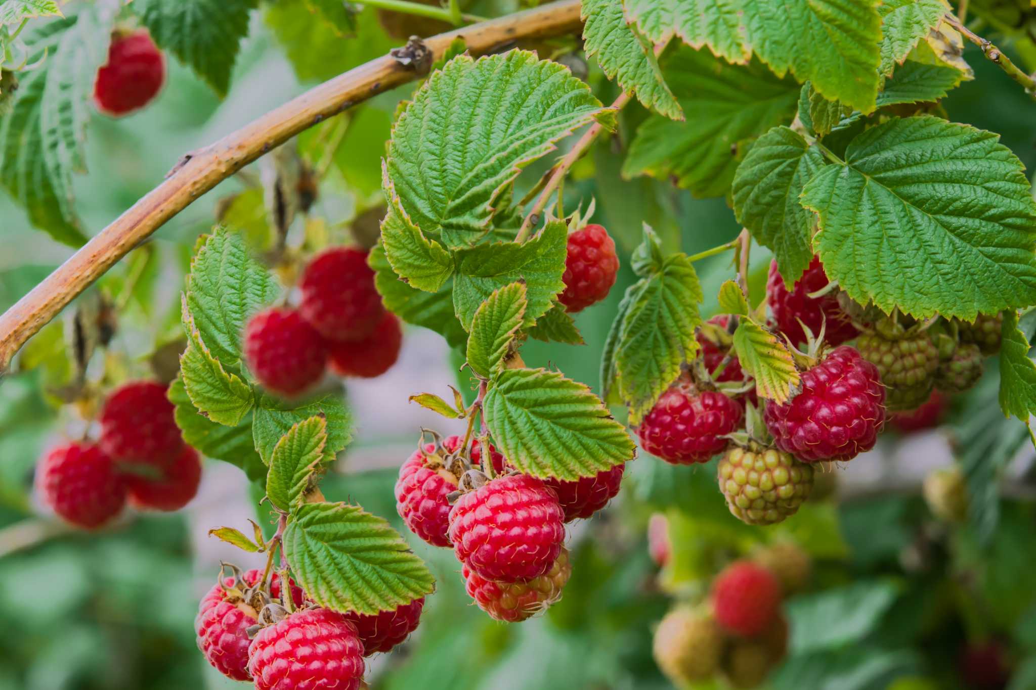 How Long To Grow Raspberries From Seed
