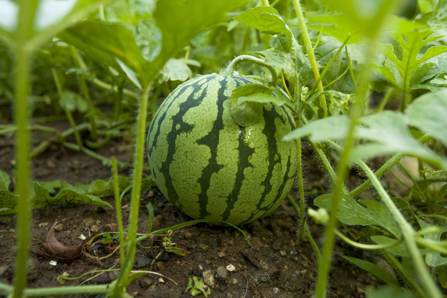 How Long To Grow Watermelon From Seed