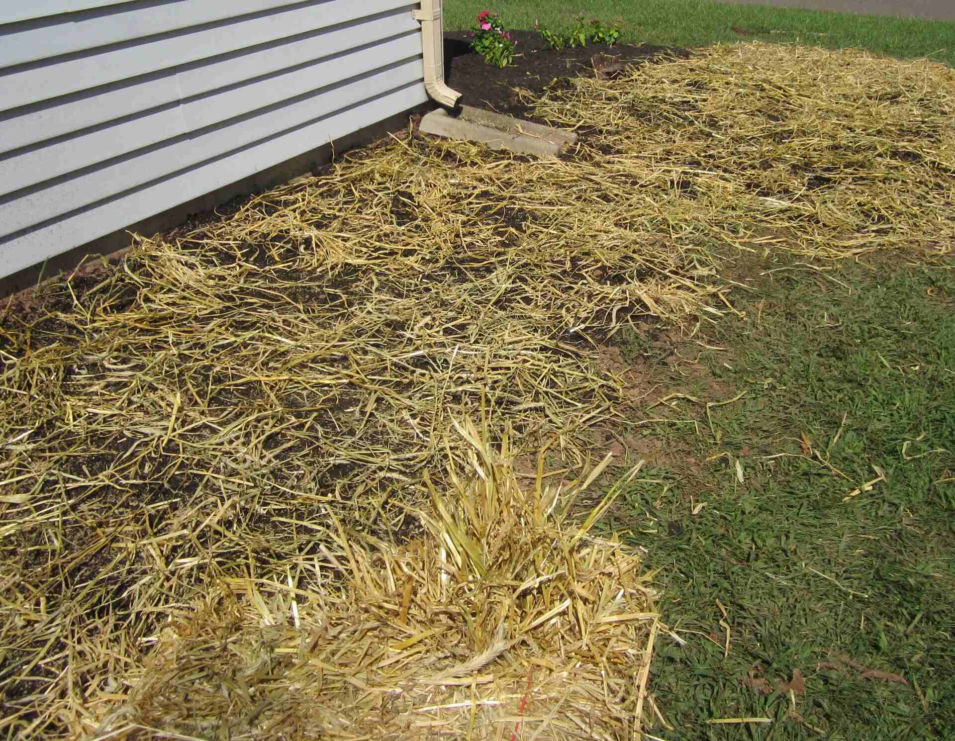 How Long To Leave Hay On Grass Seed