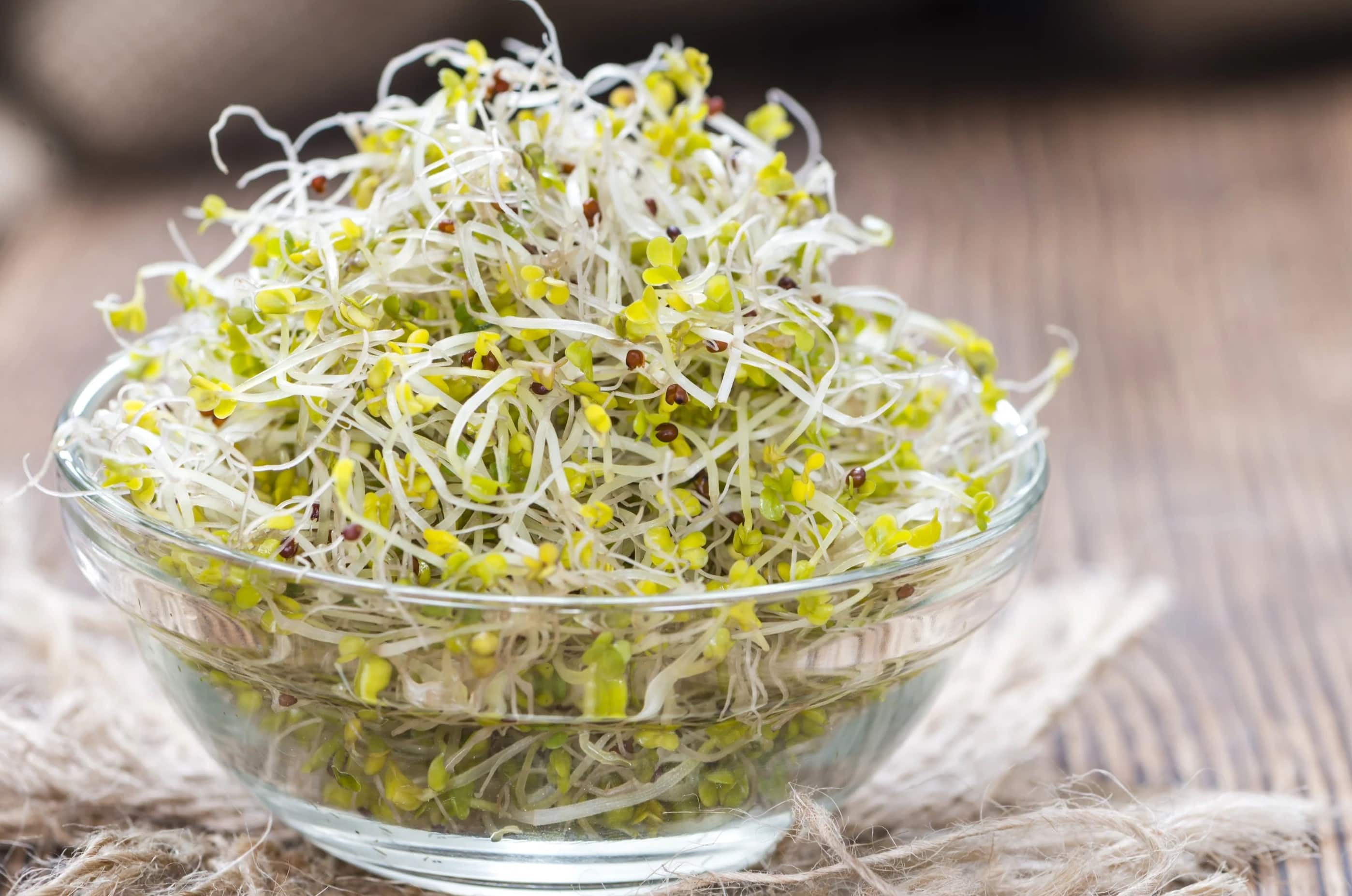 How Long To Soak Broccoli Seeds For Sprouting
