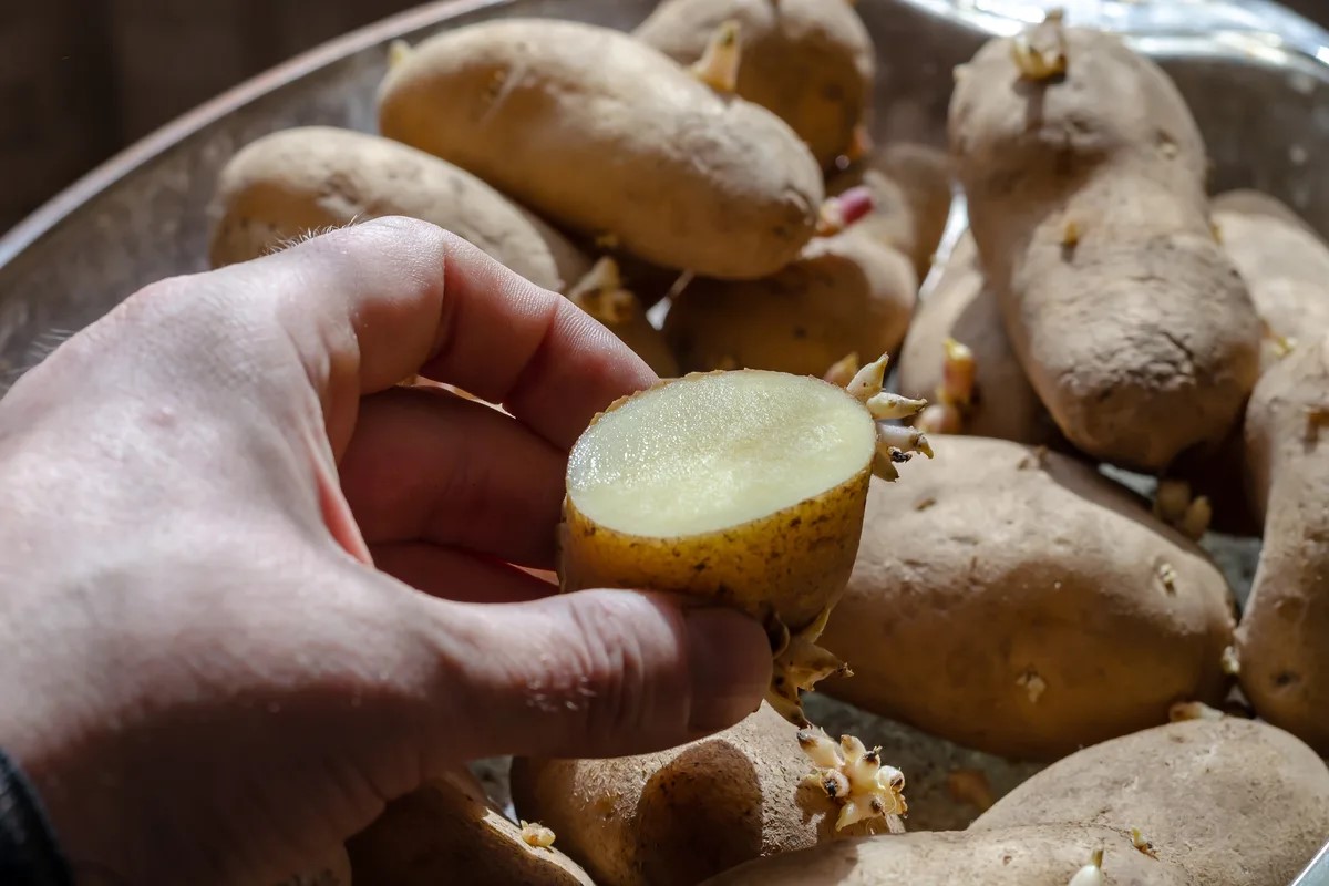 How Long Will Cut Seed Potatoes Last