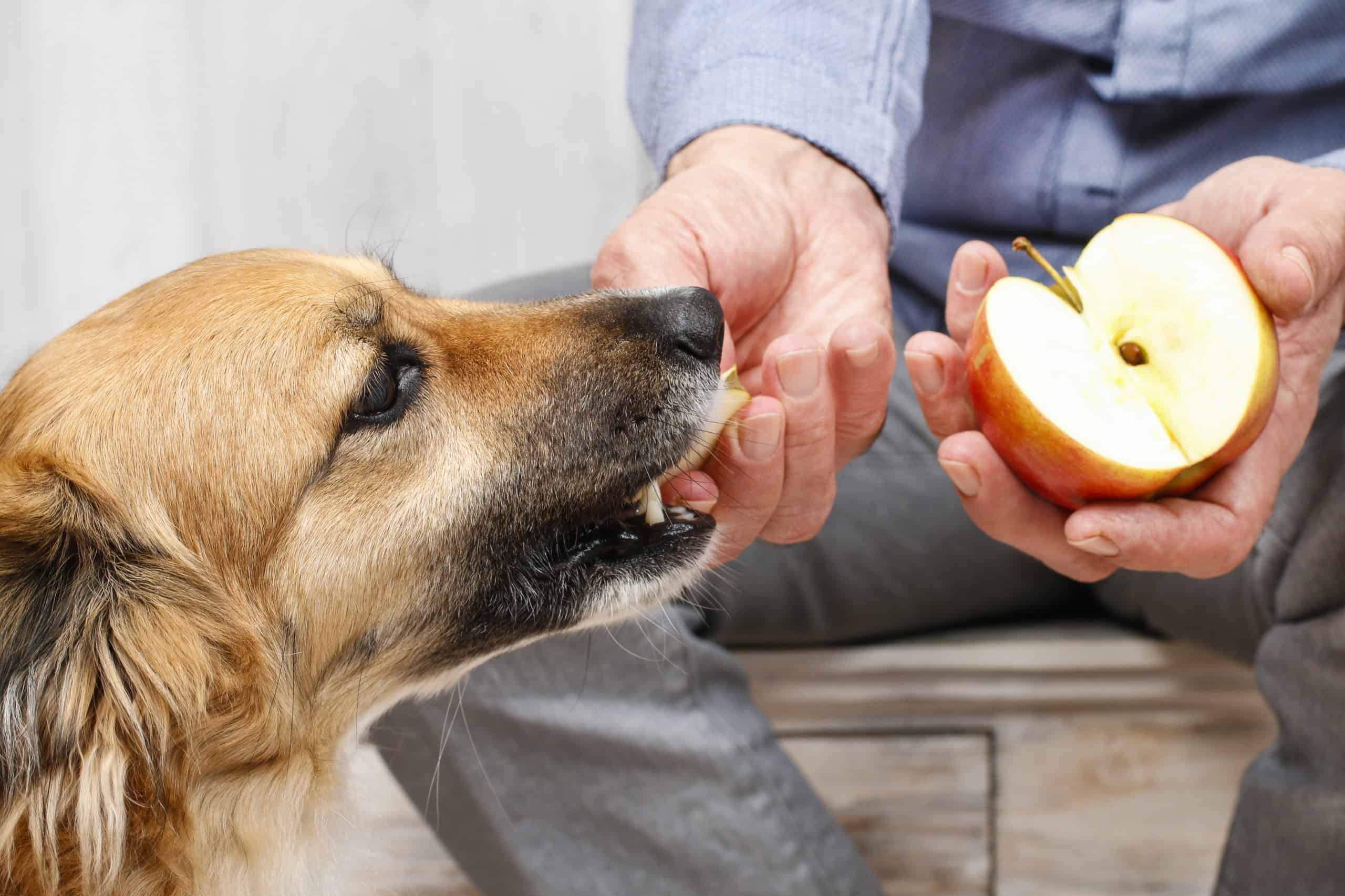 How Many Apple Seeds Can A Dog Eat