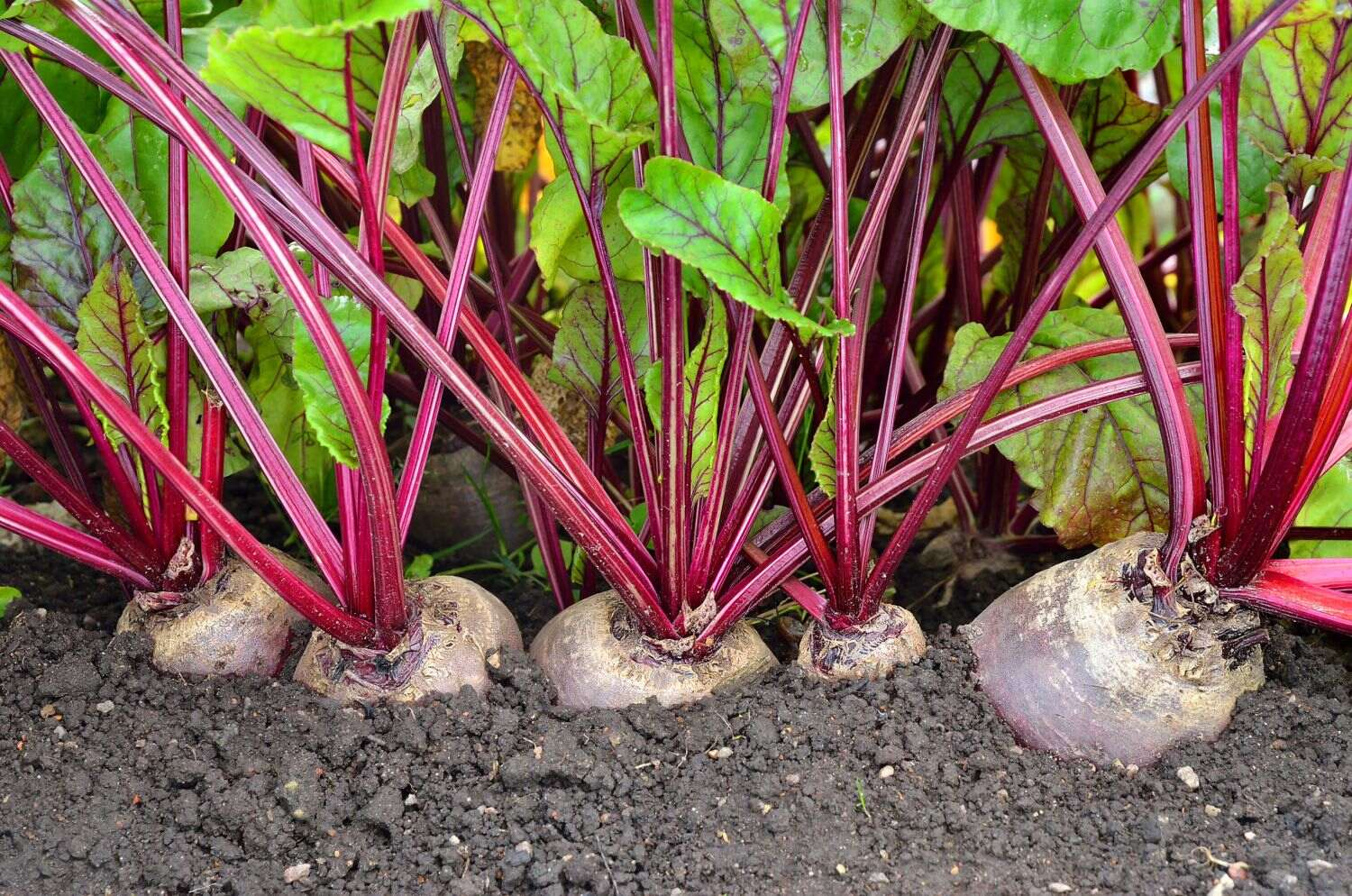 How Many Beets Grow From One Seed