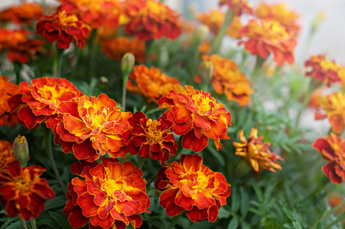 How Many Days For Marigolds To Germinate