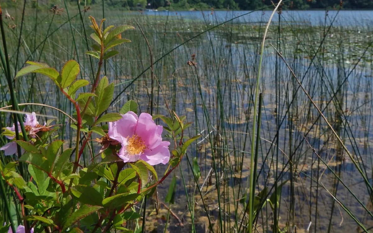How Many Michigan Native Plant Species Are Found In Michigan Wetlands?