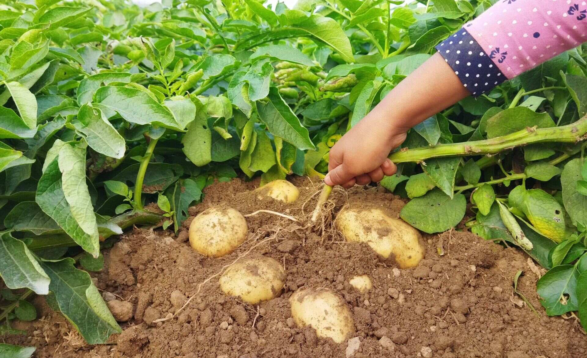 How Many Potatoes Per Seed Potato
