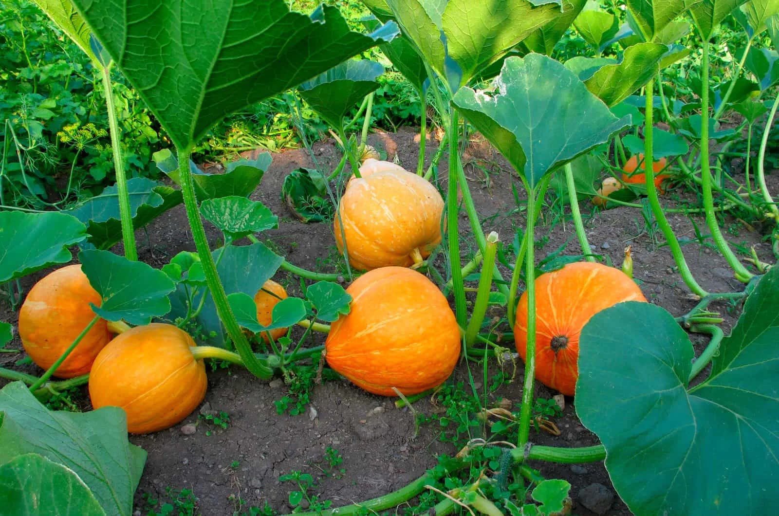 How Many Pumpkins Can Grow From One Seed
