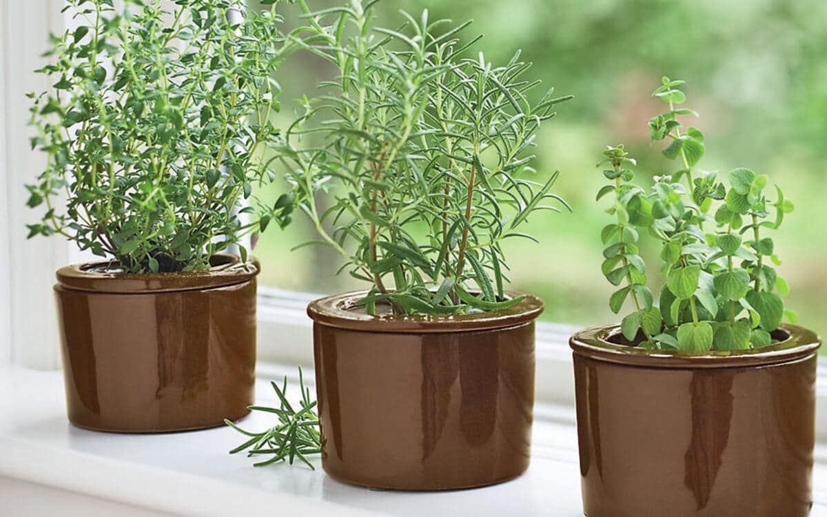 How Many Thyme Seeds Per Pot