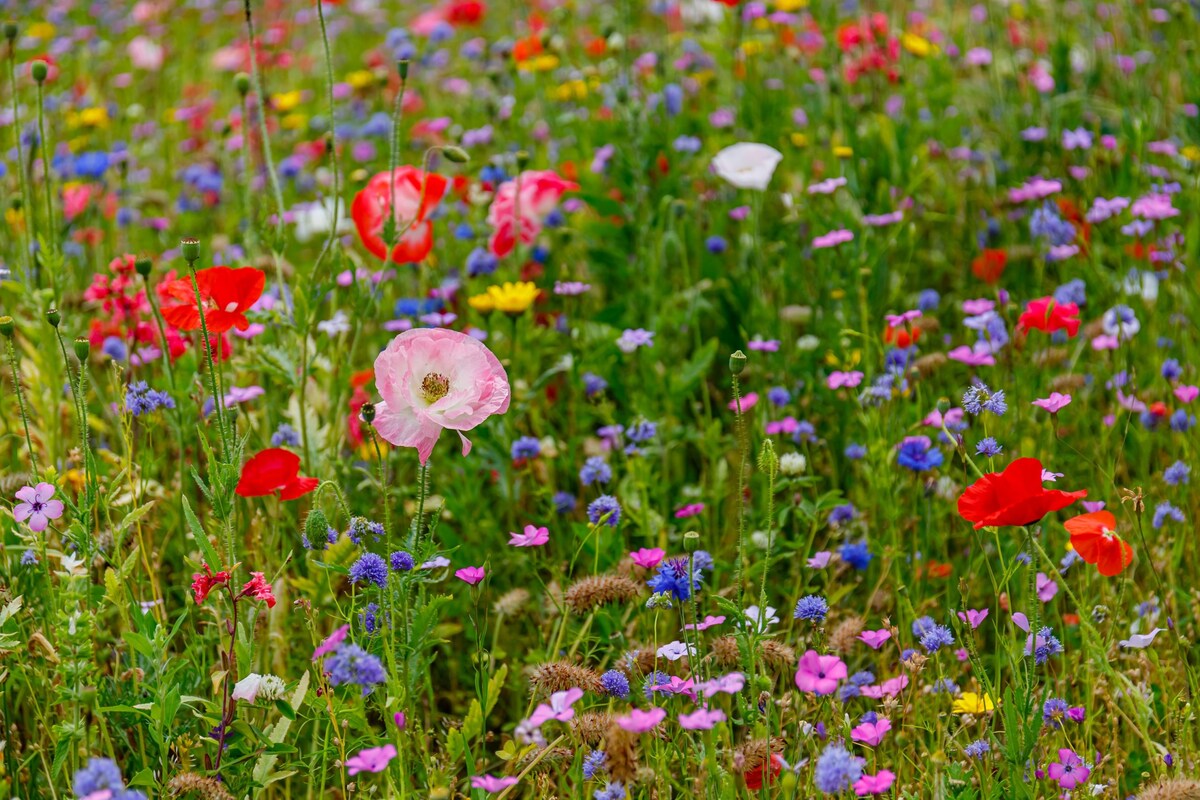 How Many Wildflower Seeds Per Acre