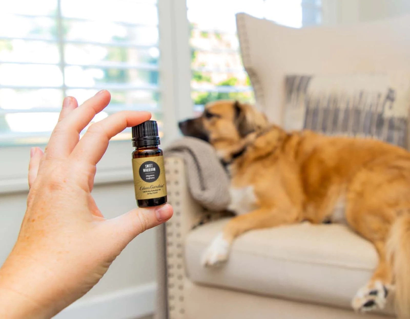 How Much Black Seed Oil For Dogs
