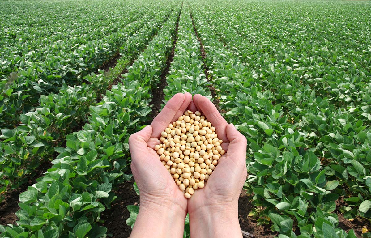 How Much Do GMO Seeds Cost