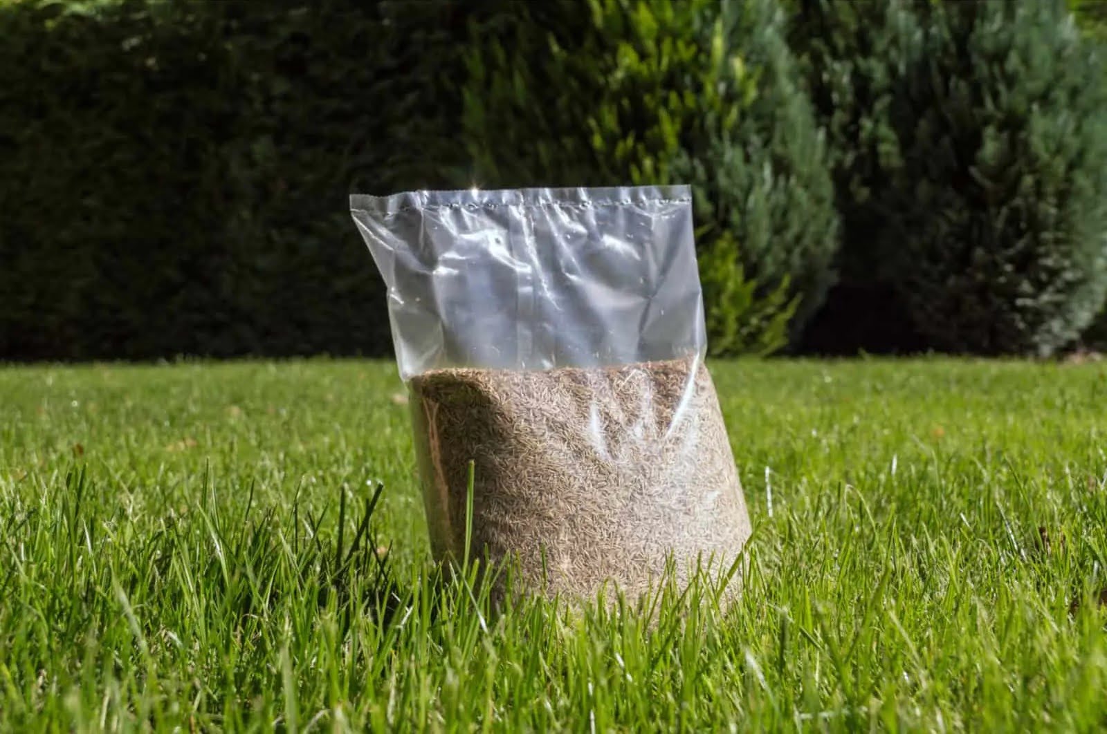 How Much Does Grass Seed Cost