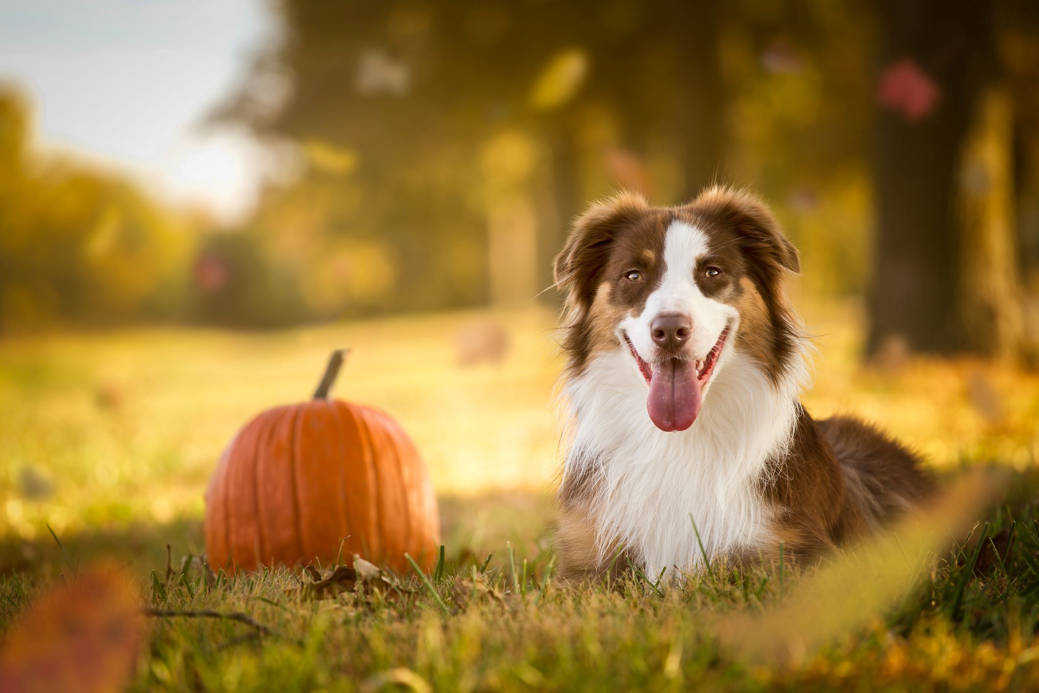 How Much Pumpkin Seeds To Give A Dog
