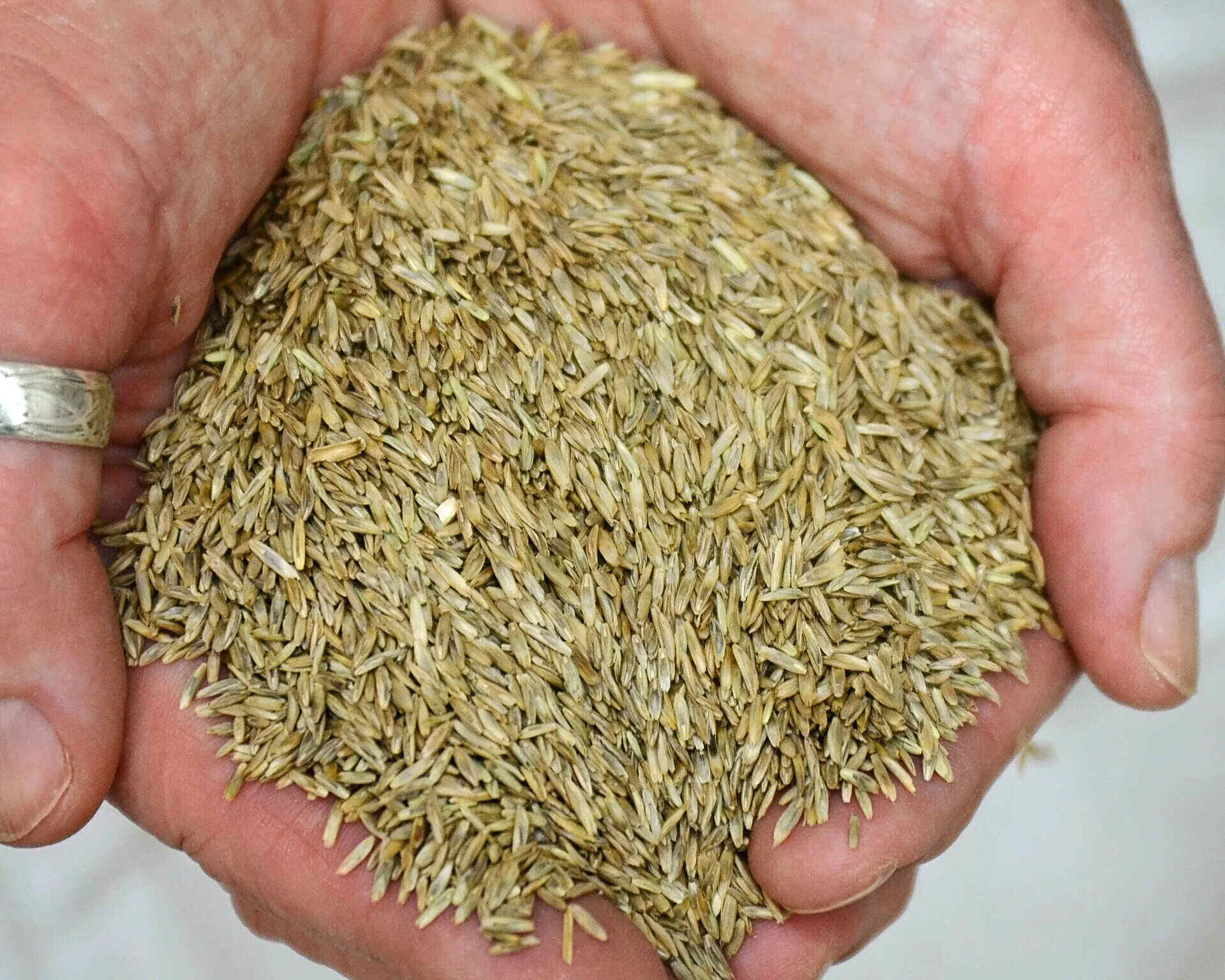 How Much Rye Seed Per Acre