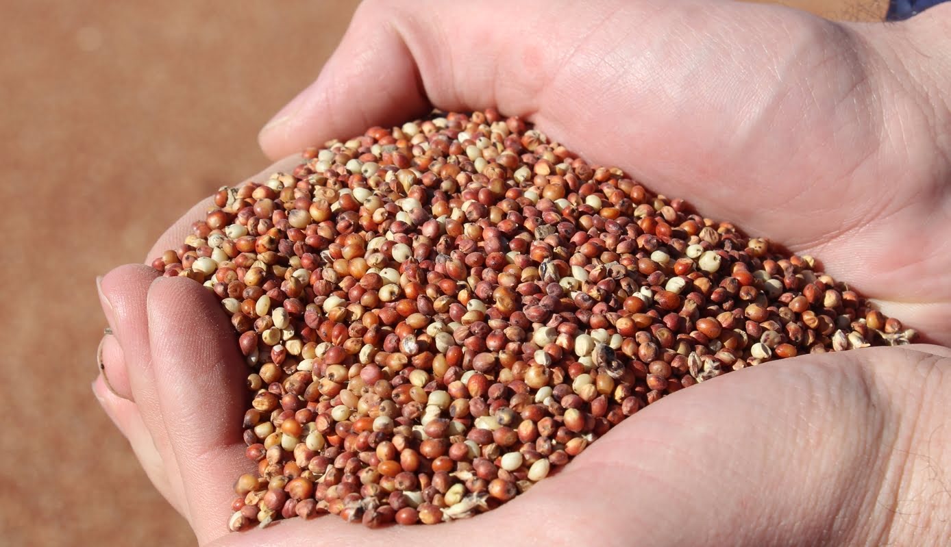 How Much Sorghum Seed Per Acre