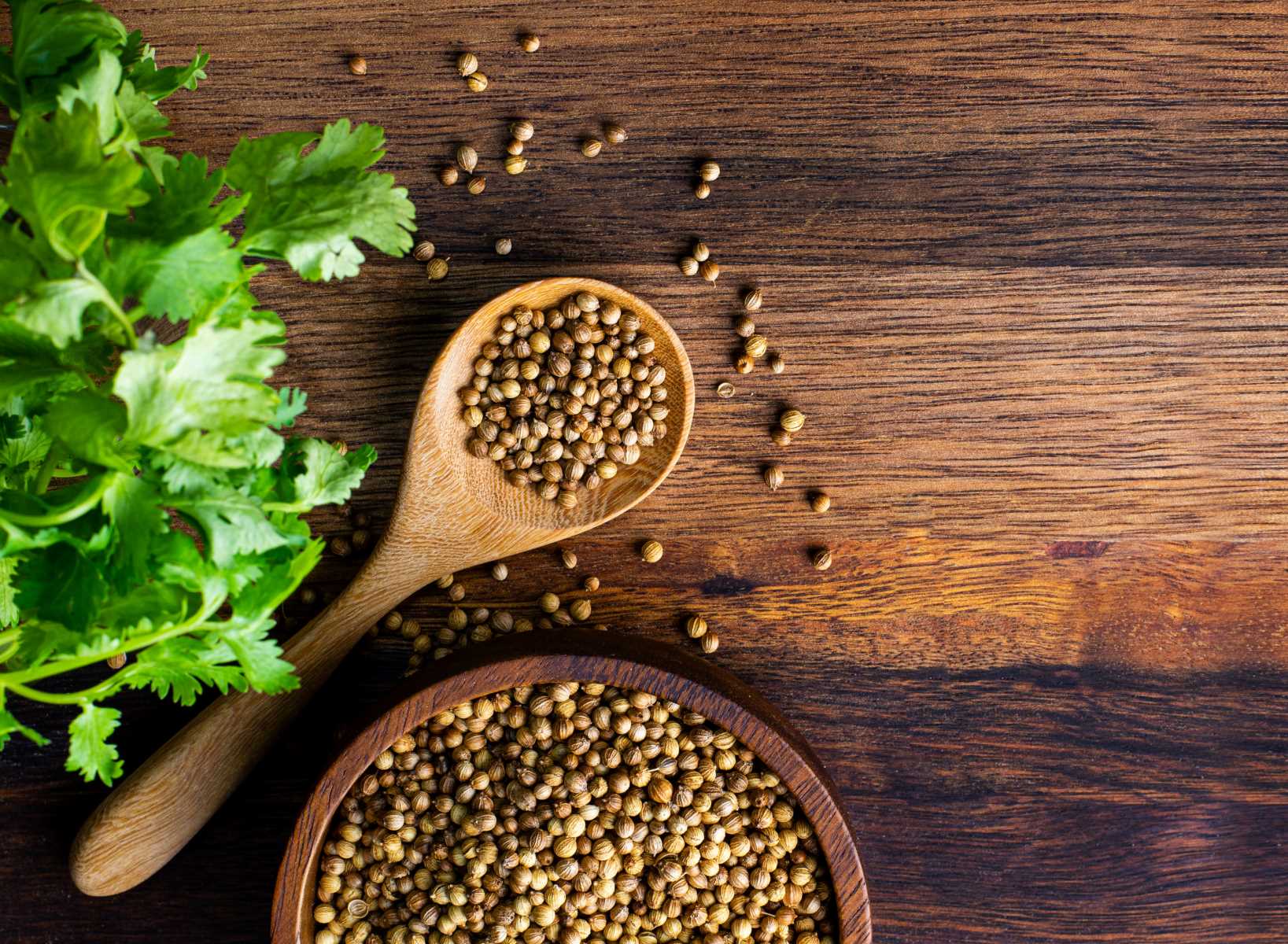 How Often Do You Water Cilantro Seeds