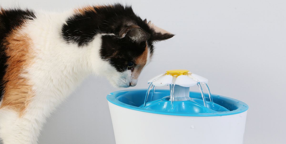 How Often Should You Clean A Cat Water Fountain
