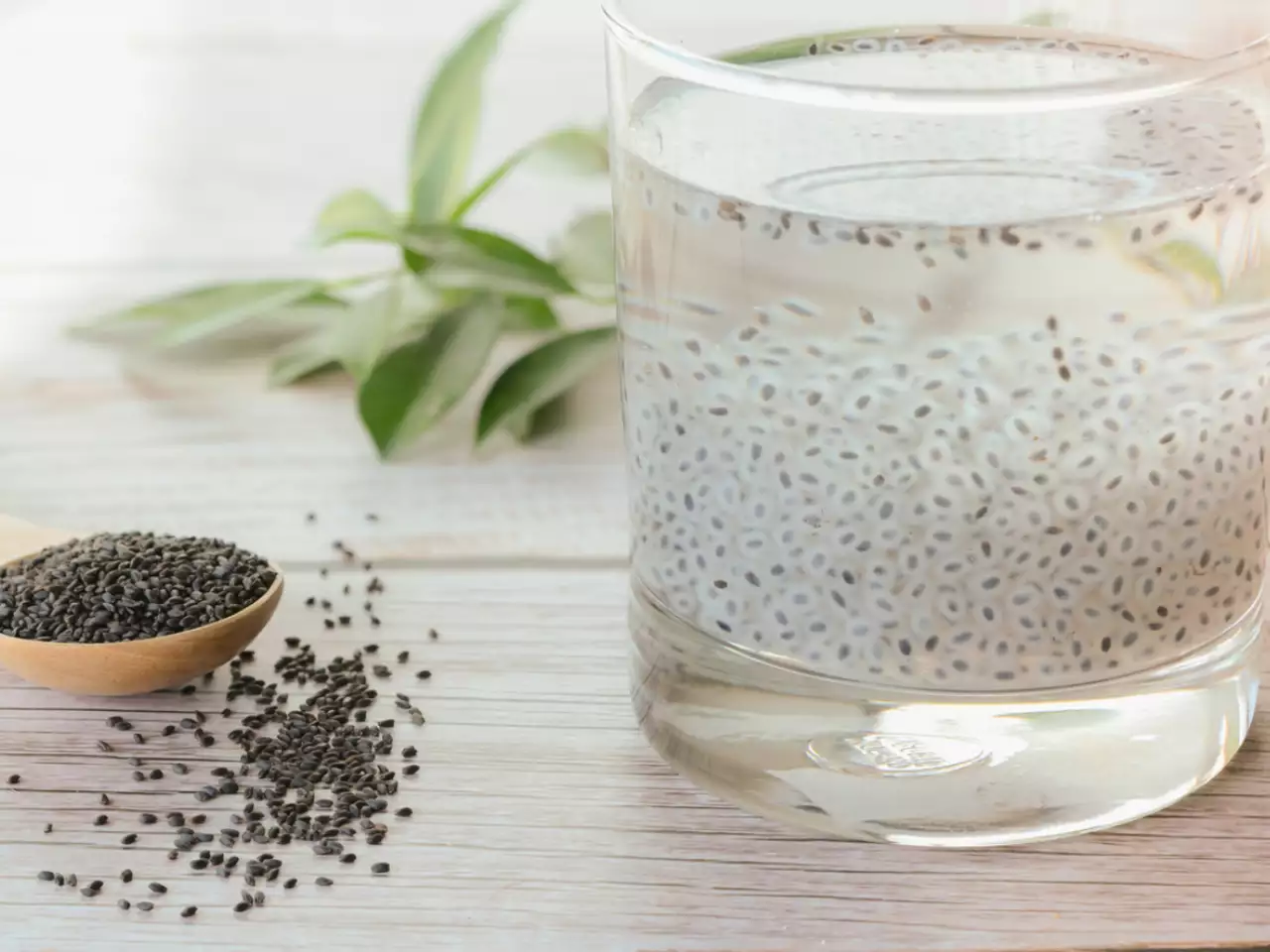 How Often Should You Water Basil Seeds