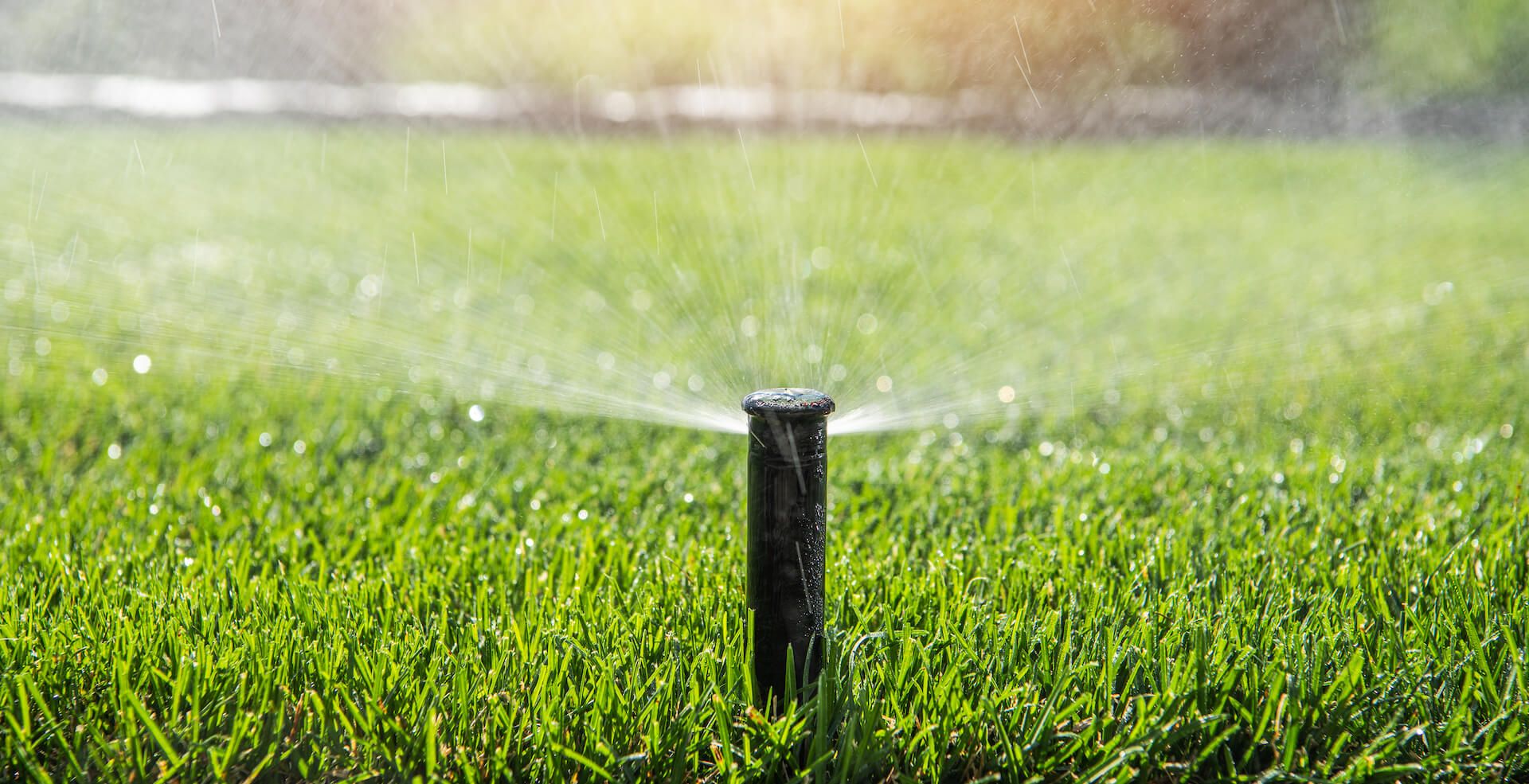 How Often Should You Water Bermuda Grass Seed