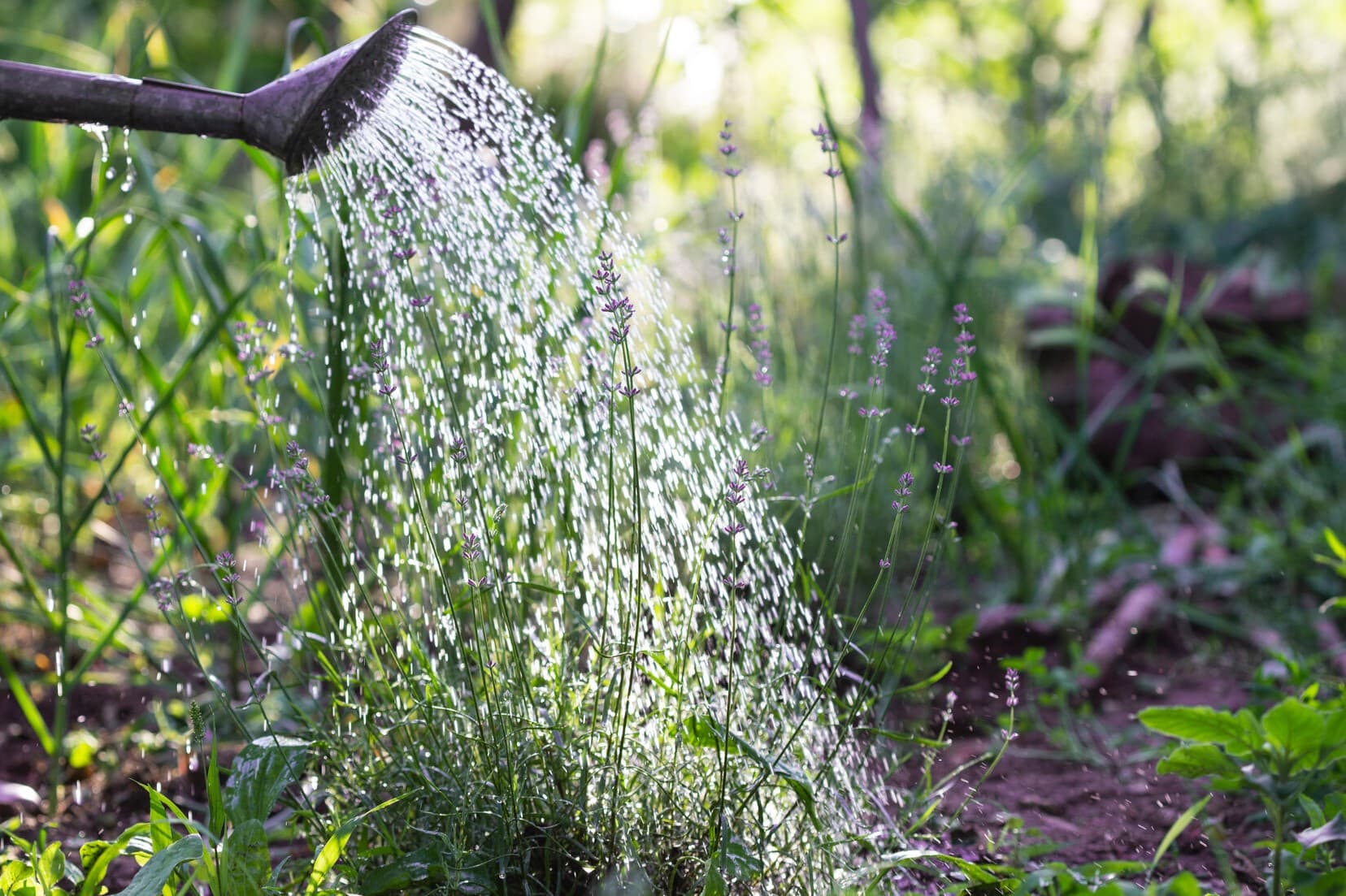 How Often Should You Water Lavender Seeds