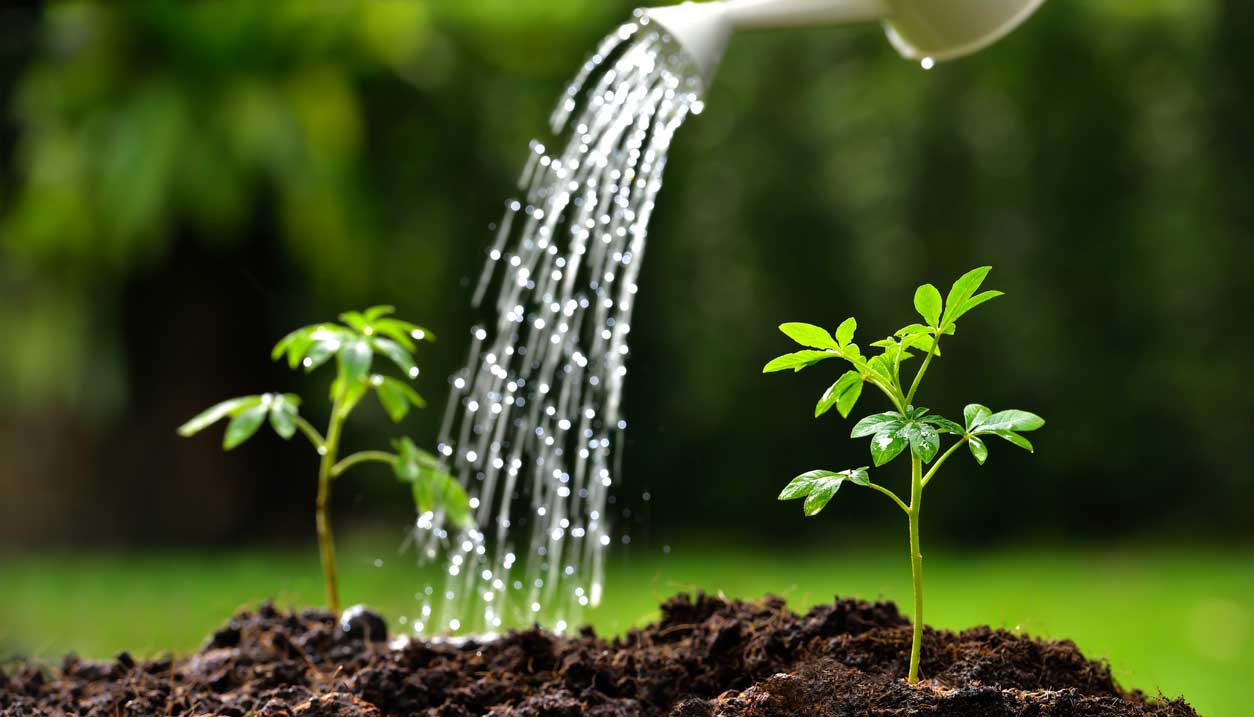How Often Should You Water Seeds After Planting