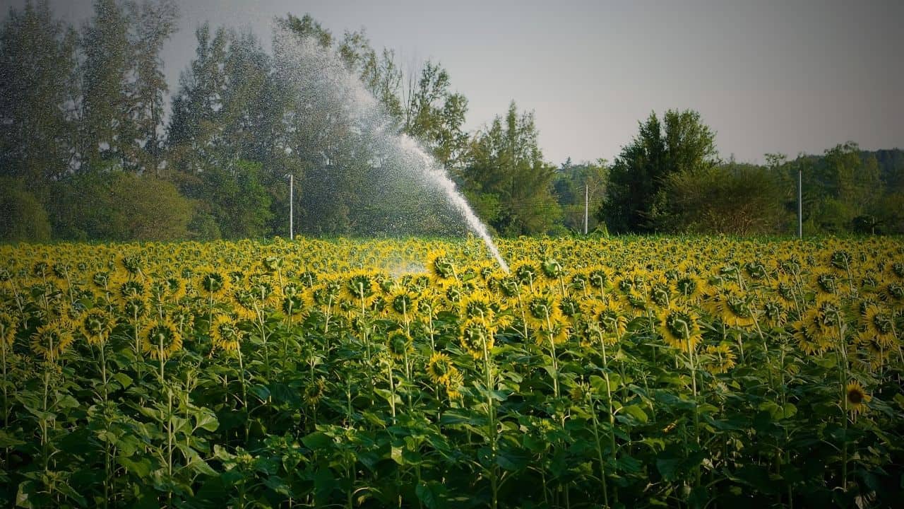 How Often Should You Water Sunflower Seeds