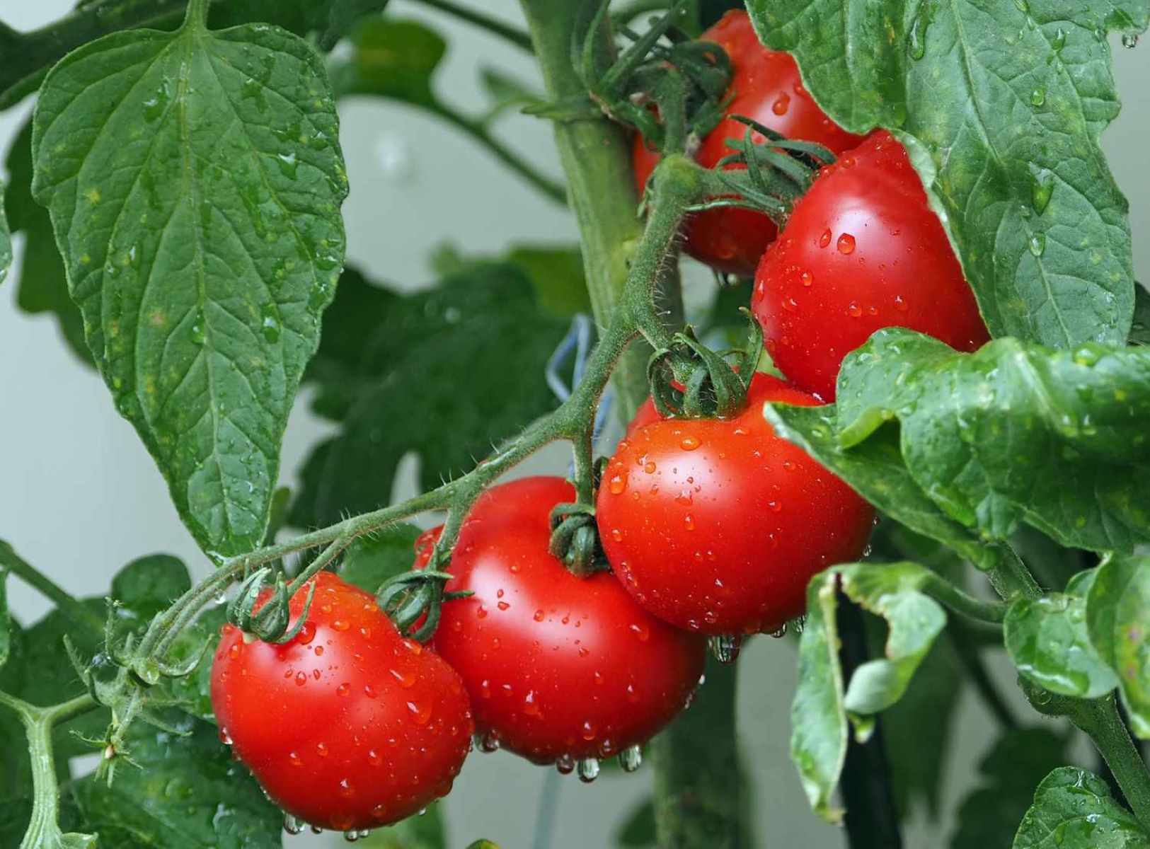 How Often Should You Water Tomato Seeds