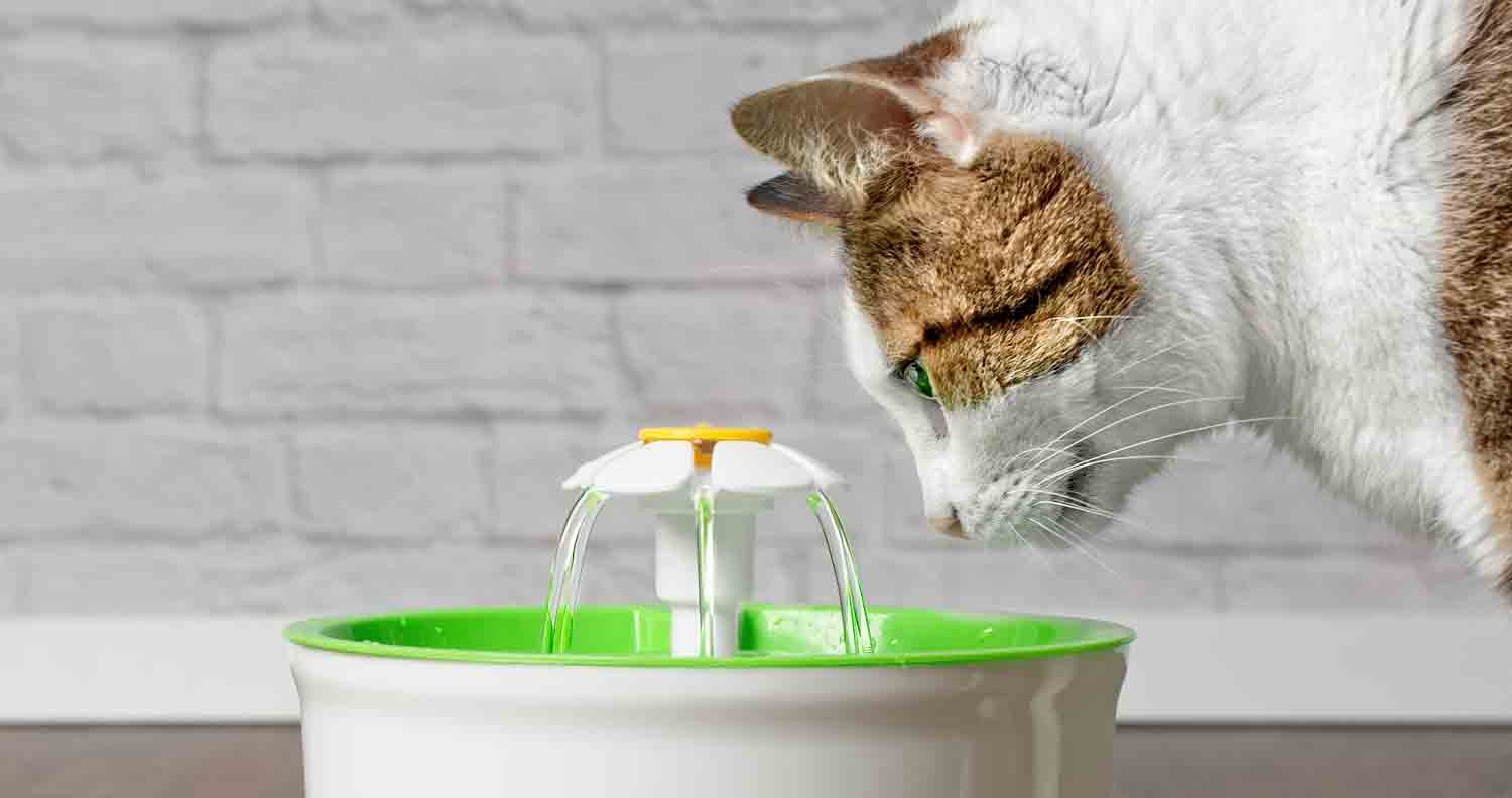 How Often To Change Water In A Cat Water Fountain