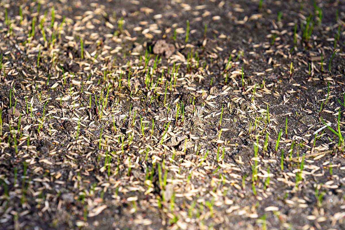 How Quickly Does Grass Germinate