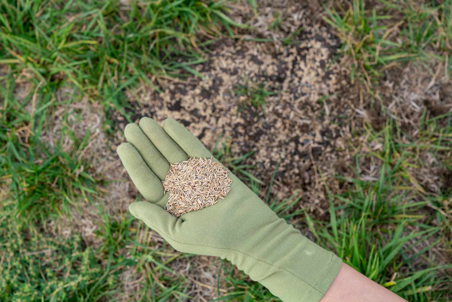 How To Apply Grass Seed