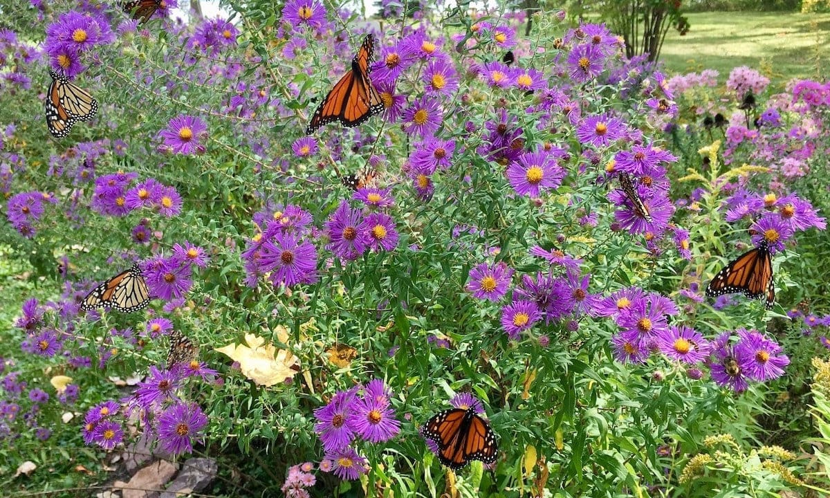 How To Arrange A Native Plant Butterfly Garden