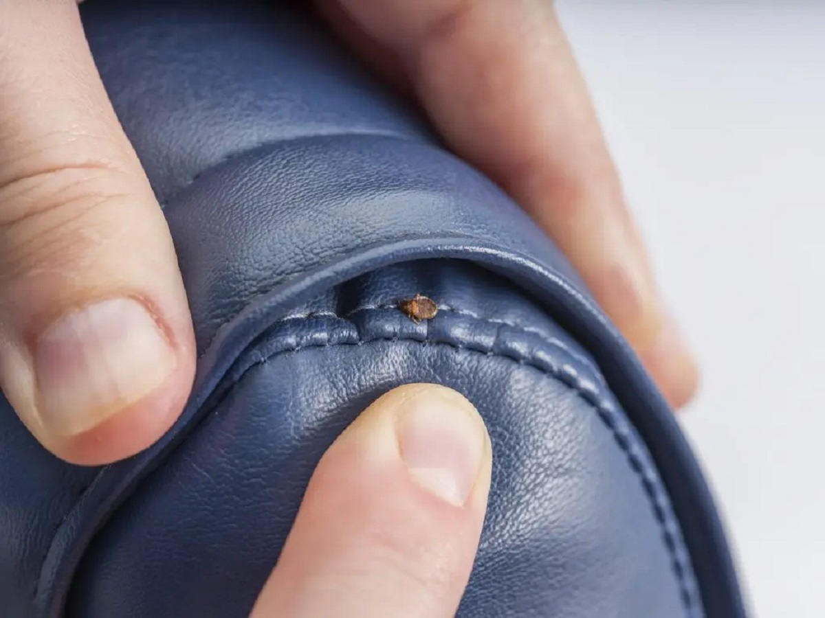 How To Check For Bed Bugs On A Couch